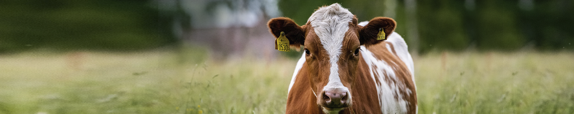Kuvassa niityllä ruskea valkoinen lehmä tuijottamassa kameraan.